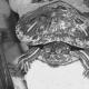 Які умови потрібні для розмноження червоновухих черепах