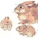 Чим заєць від кролика відрізняється?